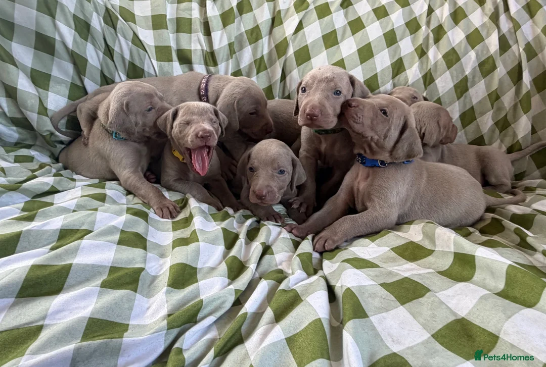 Weimaraner dogs for sale: Exceptional KC Registered Weimaraner Puppies in Abergavenny - Advert 1