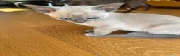 Tonkinese cats for sale: Tonkinese blue male tcr - Advert 15