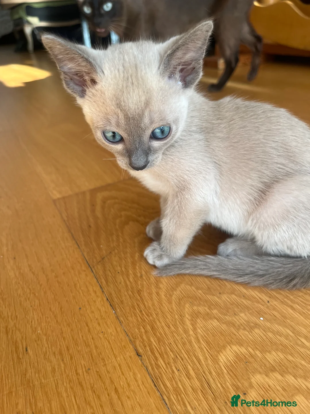 Tonkinese cats for sale: Tonkinese blue male tcr - Advert 15