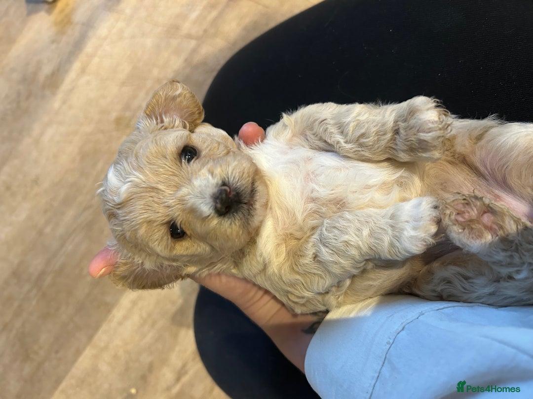 Lhasapoo dogs for sale: Lhasa apso x Toy poodle (hypoallergenic) lhasapoos - Advert 1