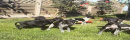 Mixed Breed dogs for sale: 🏆Exceptional GSP bloodlines,  last boys!  - Advert 5