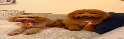 Cockapoo dogs for sale: Stunning Red & Apricot Cockapoo  (F1b) DNA Tested in Redditch - Advert 9