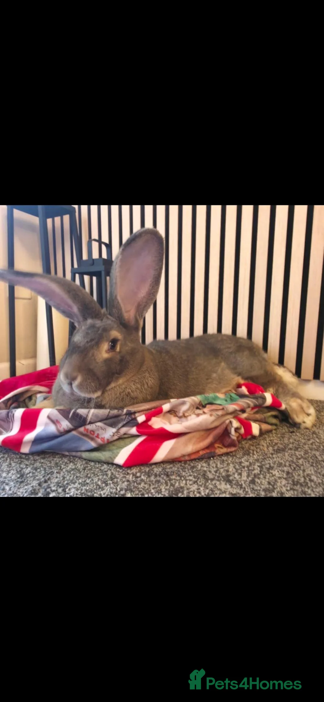 Continental Giant rabbits for sale: Giant contiental  - Advert 1