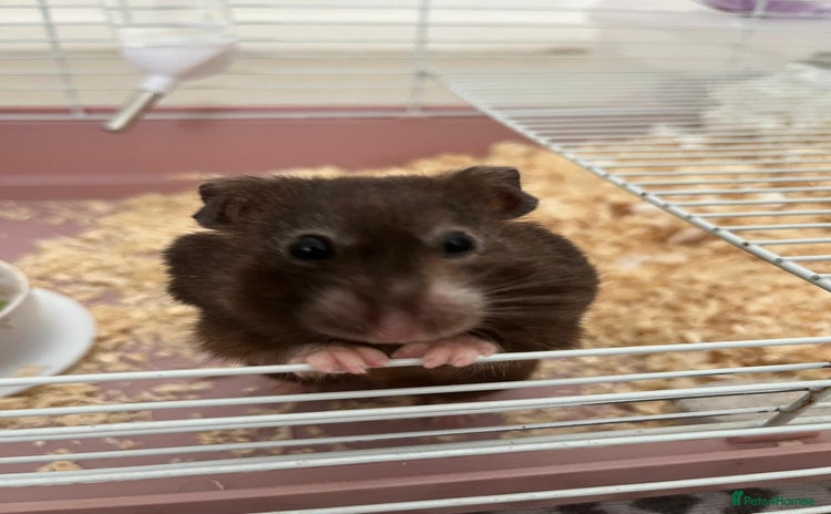 Hamster rodents - Advert 1