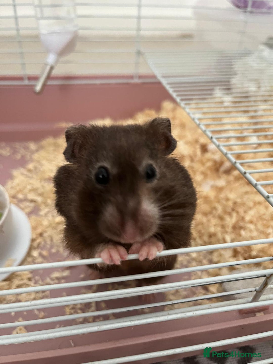 Hamster rodents for sale: Hamster - REHOME  - Image 1