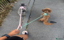 Mixed Breed dogs for sale: Puppies looking for a loving family  - Image 29