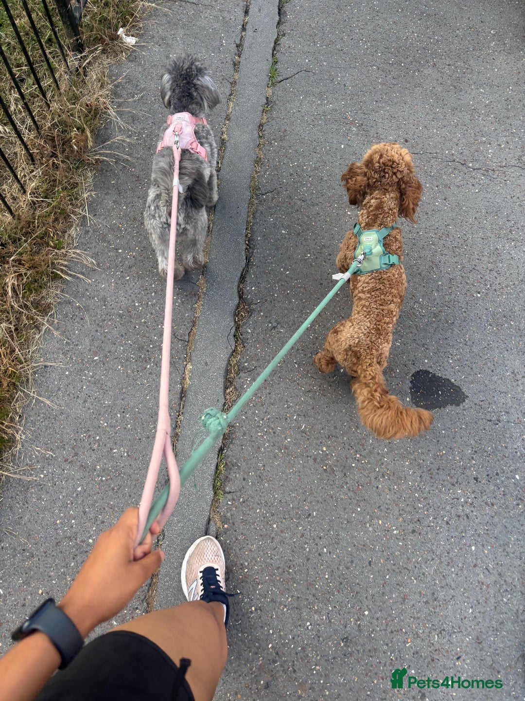 Mixed Breed dogs for sale: Puppies looking for a loving family  - Image 29