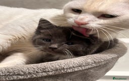 Mixed Breed cats for sale: Beautiful toe eaters!  - Image 4