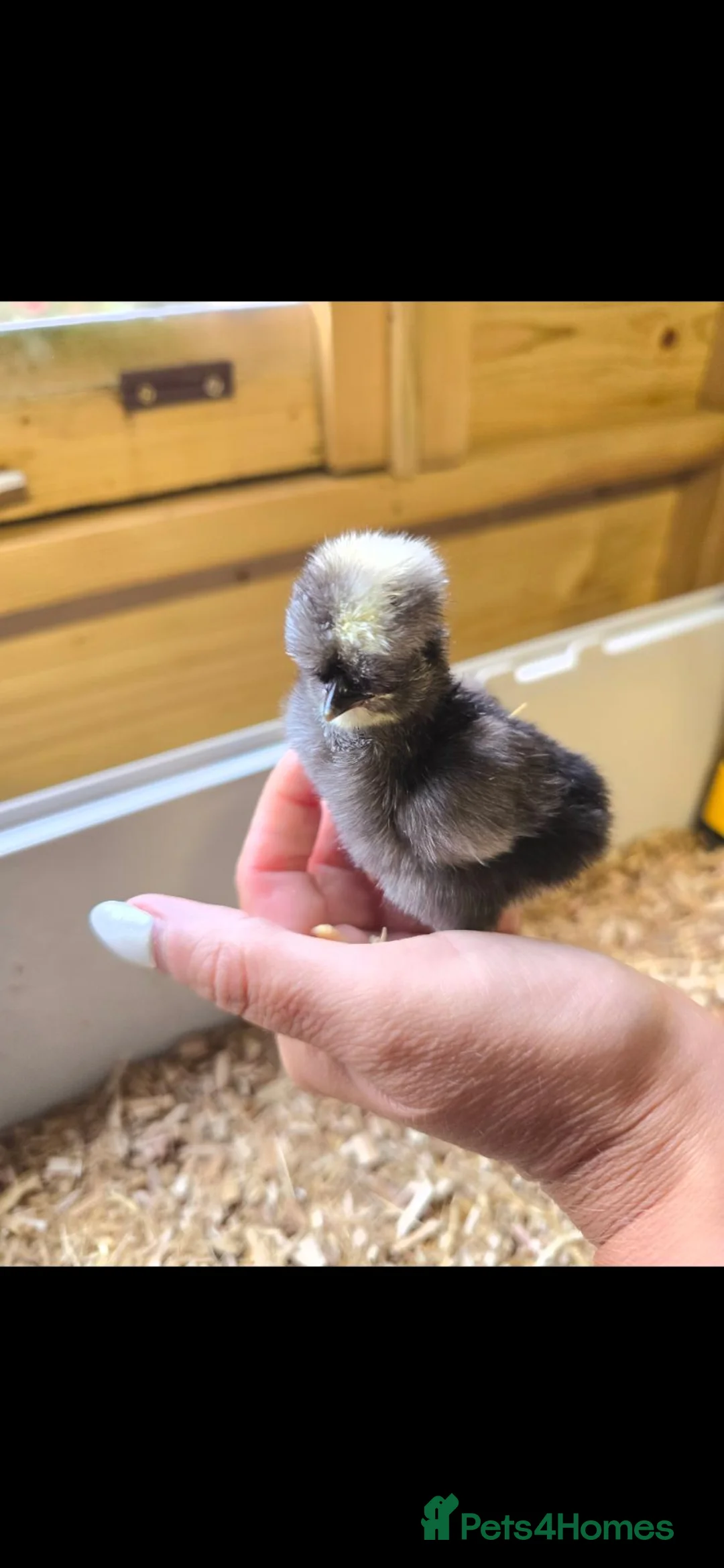 Mixed Breed livestock for sale: Day old chicks available  - Advert 1