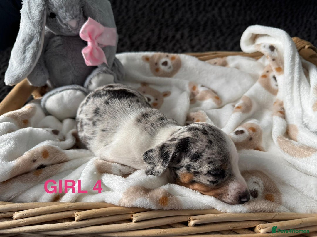 Dachshund dogs for sale: STUNNINGLY,  GORGEOUS DACHSHUND PUPPIES 🐶 😍  - Image 13