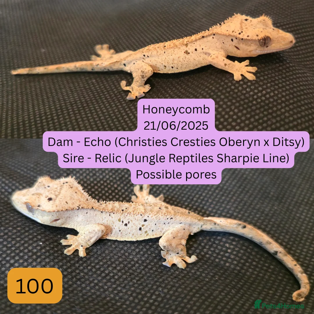 Gecko reptiles for sale: Juvenile Crested geckos - Prices lowered. - Advert 2