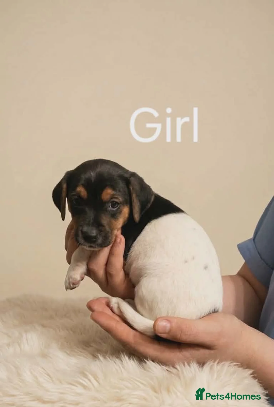 Jack Russell dogs for sale: Jack russell pups - Advert 2