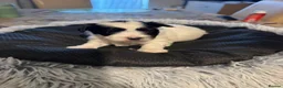 Mixed Breed dogs for sale: Bichon Frise x Bichon Boloneze - Advert 13