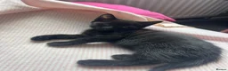 Mixed Breed cats for sale: kittens available immediately  in Cannock - Advert 15