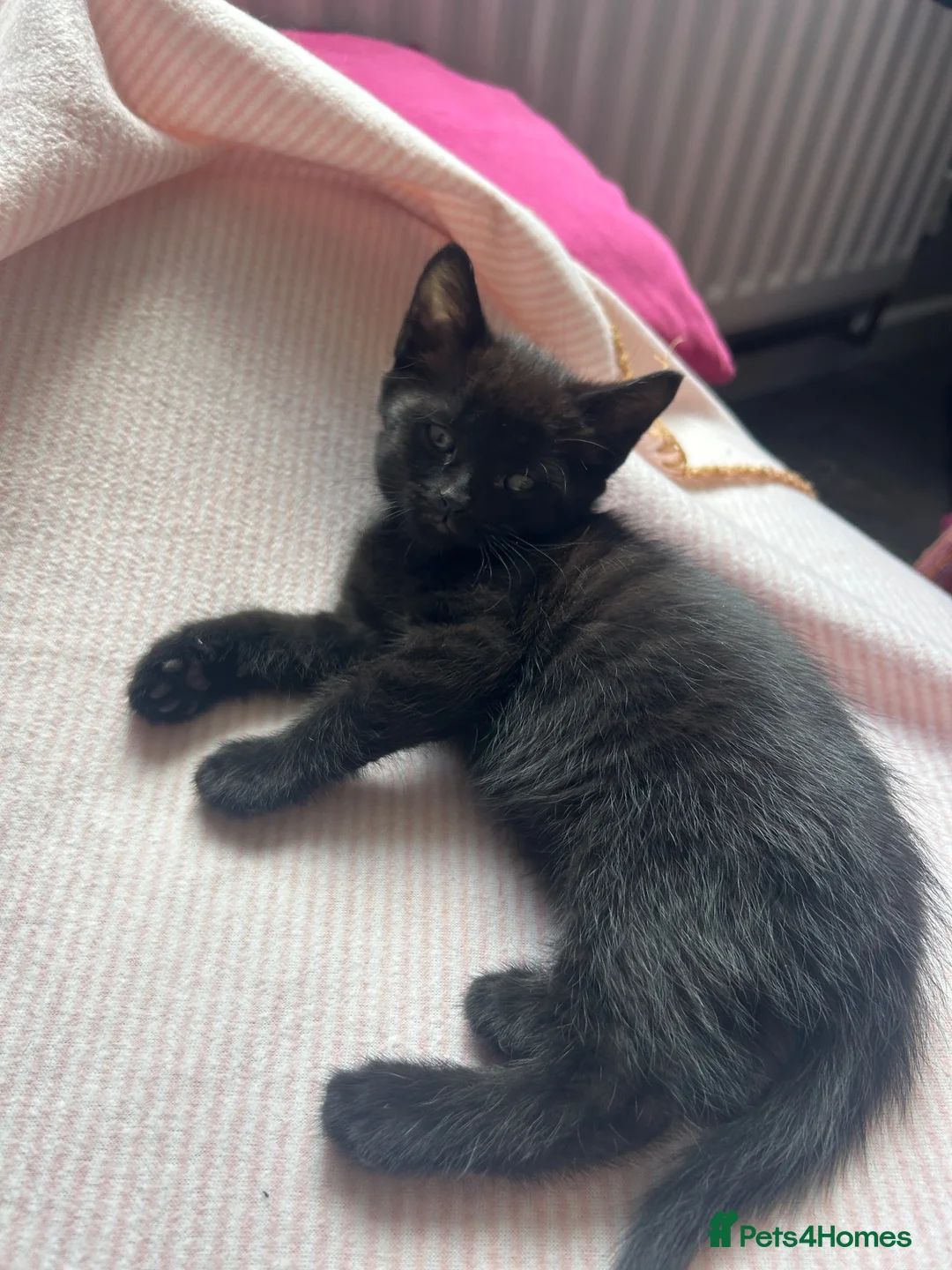 Mixed Breed cats for sale: kittens available immediately  in Cannock - Advert 15