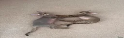 Devon Rex cats for sale: Two Devon Rex boys - Advert 11
