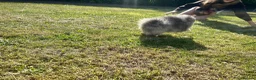 Pomeranian dogs for sale: Tiny calm boy - neutered  - Advert 4