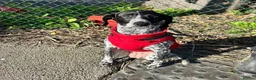 Mixed Breed dogs for adoption: Pepper (German Pointer mix) in Waltham Cross - Advert 15