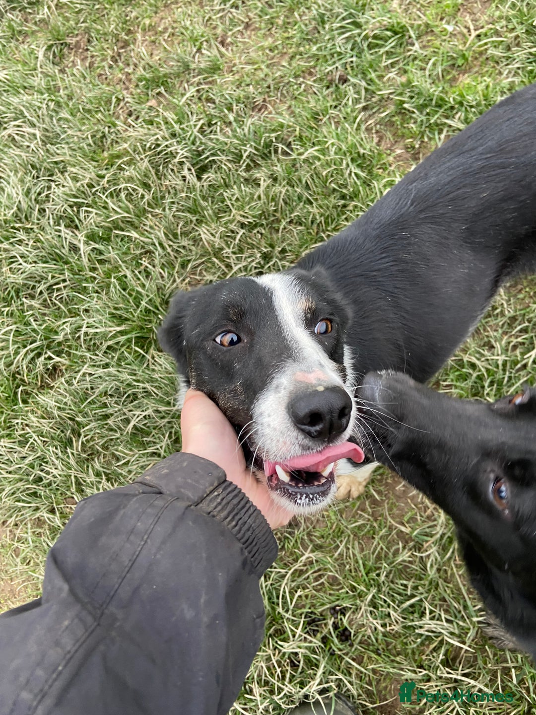 Welsh Collie dogs for sale: Sali the collie - Advert 4