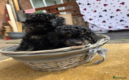 Cavapoo dogs for sale: Cavapoo puppies NEED HOME  - Image 10