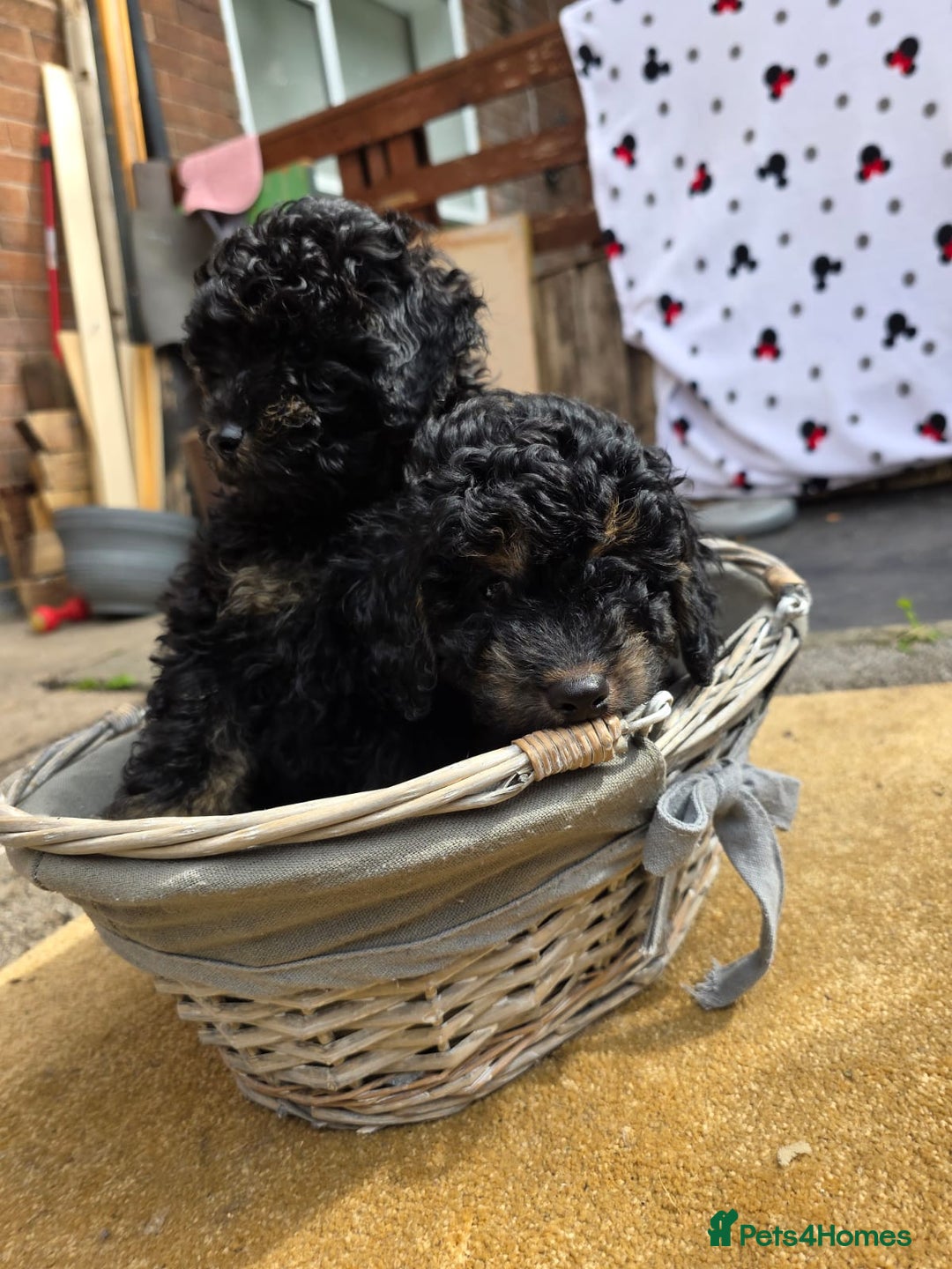 Cavapoo dogs for sale: Cavapoo puppies NEED HOME  - Image 10