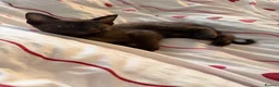 Bengal cats for sale: Beautiful baby kitten❤️ - Advert 11