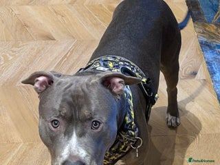 Mixed Breed dogs for sale in London - Advert 1