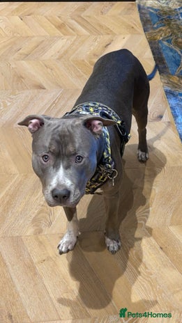 Mixed Breed dogs in London - Advert 2