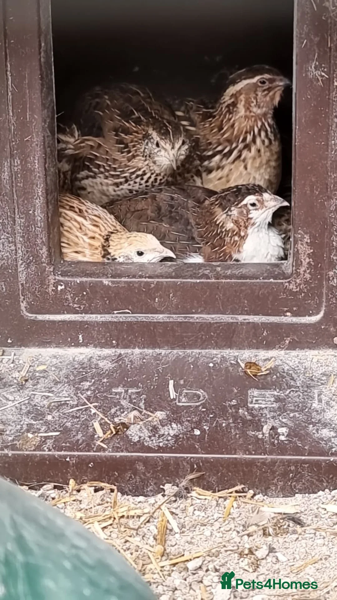Quail poultry for sale: Male quail looking for retirement home - Advert 2