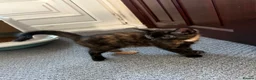Mixed Breed cats for sale: Tortoise Female Kitten  - Advert 5