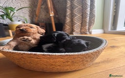 Cockapoo dogs for sale: Last Male fantastic champion line 20 combined  - Image 16