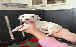 Dalmatian dogs for sale: 8 Gorgeous Dalmatian Puppies - Image 6