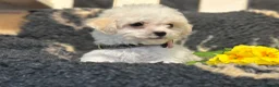Bichon Frise dogs for sale: Stunning kc registered bichon frise pups  - Advert 12