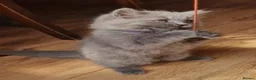 British Longhair cats for sale: Gorgeous British Blue longhair kittens - Advert 3
