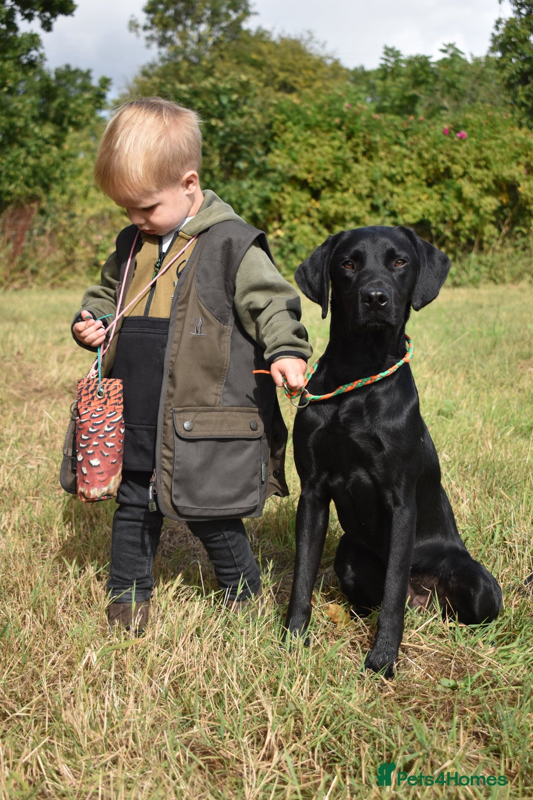 Labrador Retriever dogs for stud: Fully health tested working black Labrador  - Image 3
