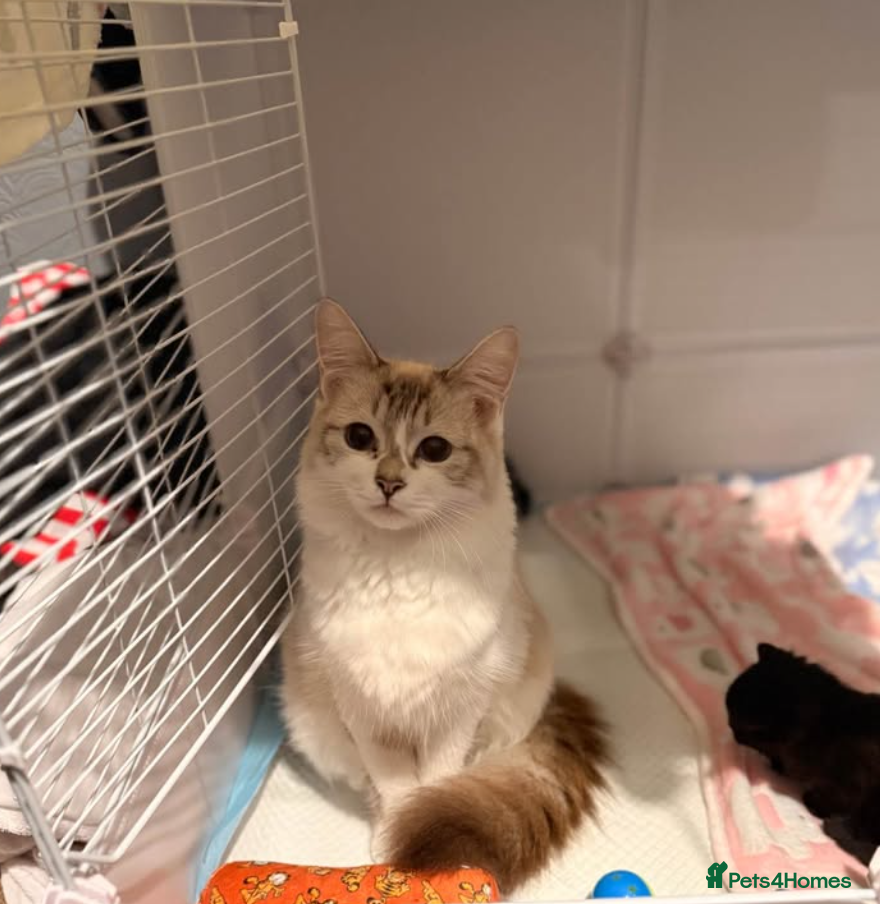 Mixed Breed cats Female Black kitten ragdoll/mainecoon mix - Advert 1