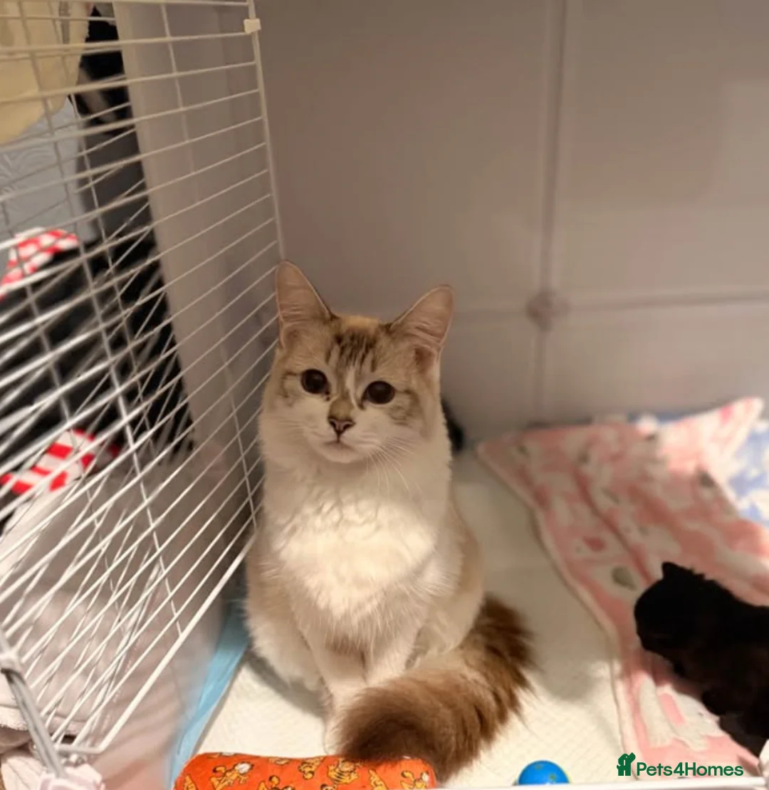 Mixed Breed cats for sale: Female Black kitten ragdoll/mainecoon mix - Advert 1