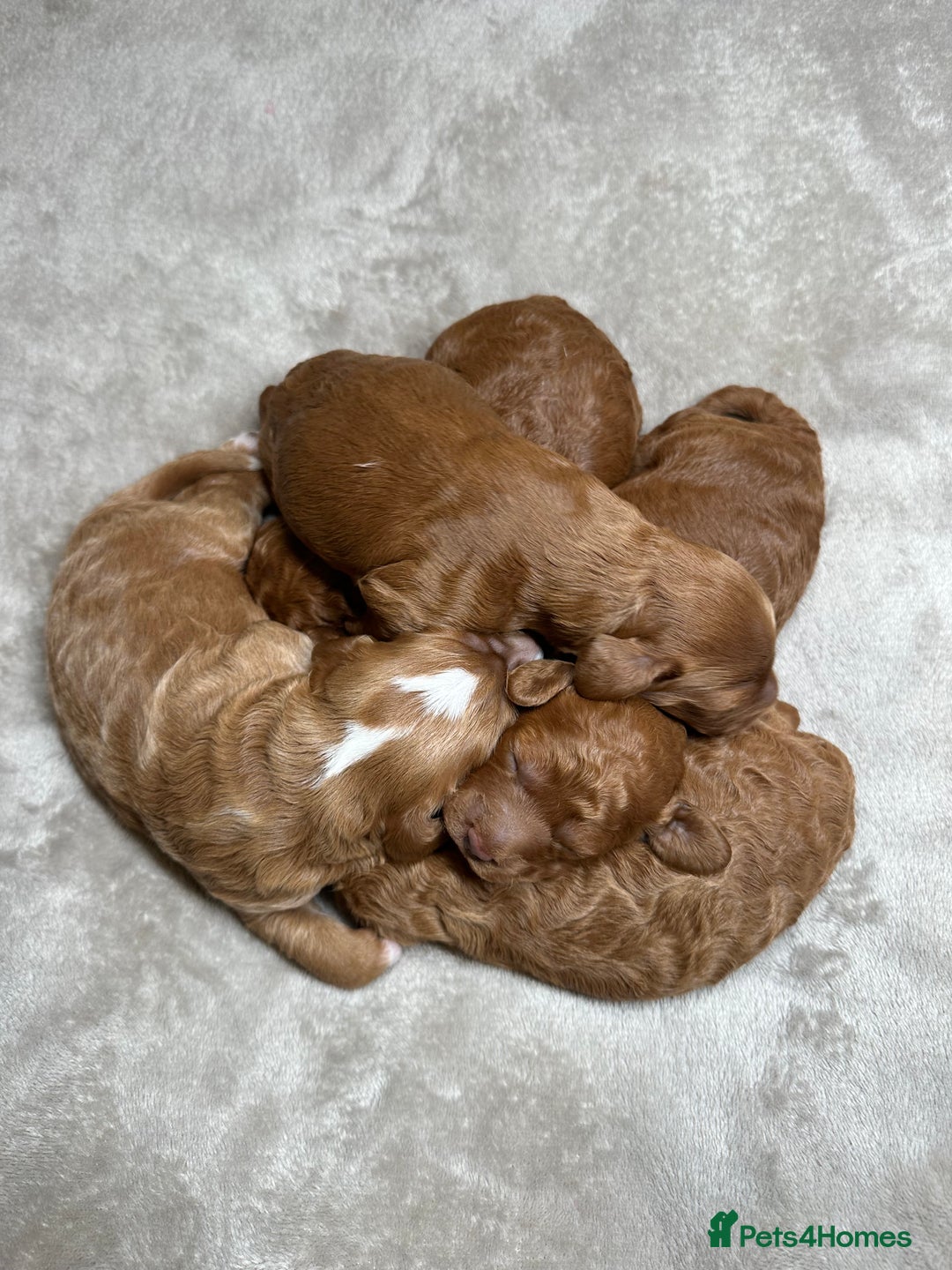 Cockapoo dogs for sale: Red Mini Cockapoo Puppies-Ready - 14 of January  - Advert 10