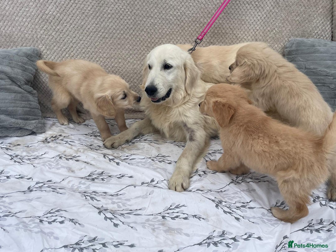 Golden Retriever dogs for sale: Golden retriever puppies  - Image 12