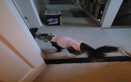 Maine Coon cats for sale: Maine coon ragdoll cross - Image 4