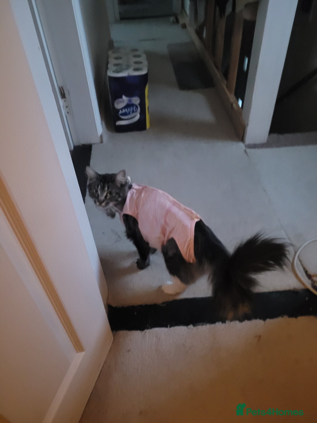 Maine Coon cats for sale: Maine coon ragdoll cross - Image 4