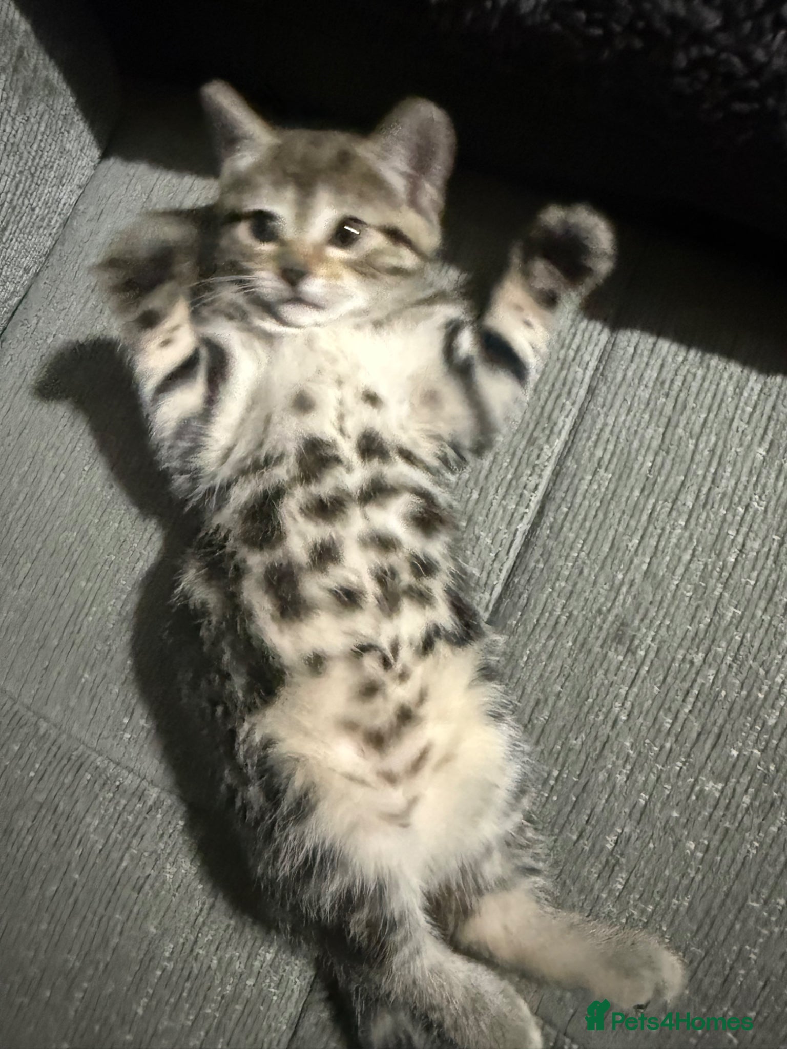 Mixed Breed cats Adorable shorthair Kittens looking for new home  - Advert 12