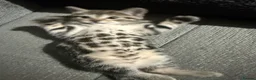 Mixed Breed cats for sale: Adorable shorthair Kittens looking for new home  - Advert 3