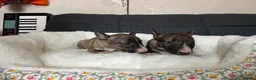 Miniature Bull terrier dogs for sale: Miniature bull terrier puppies  - Advert 6