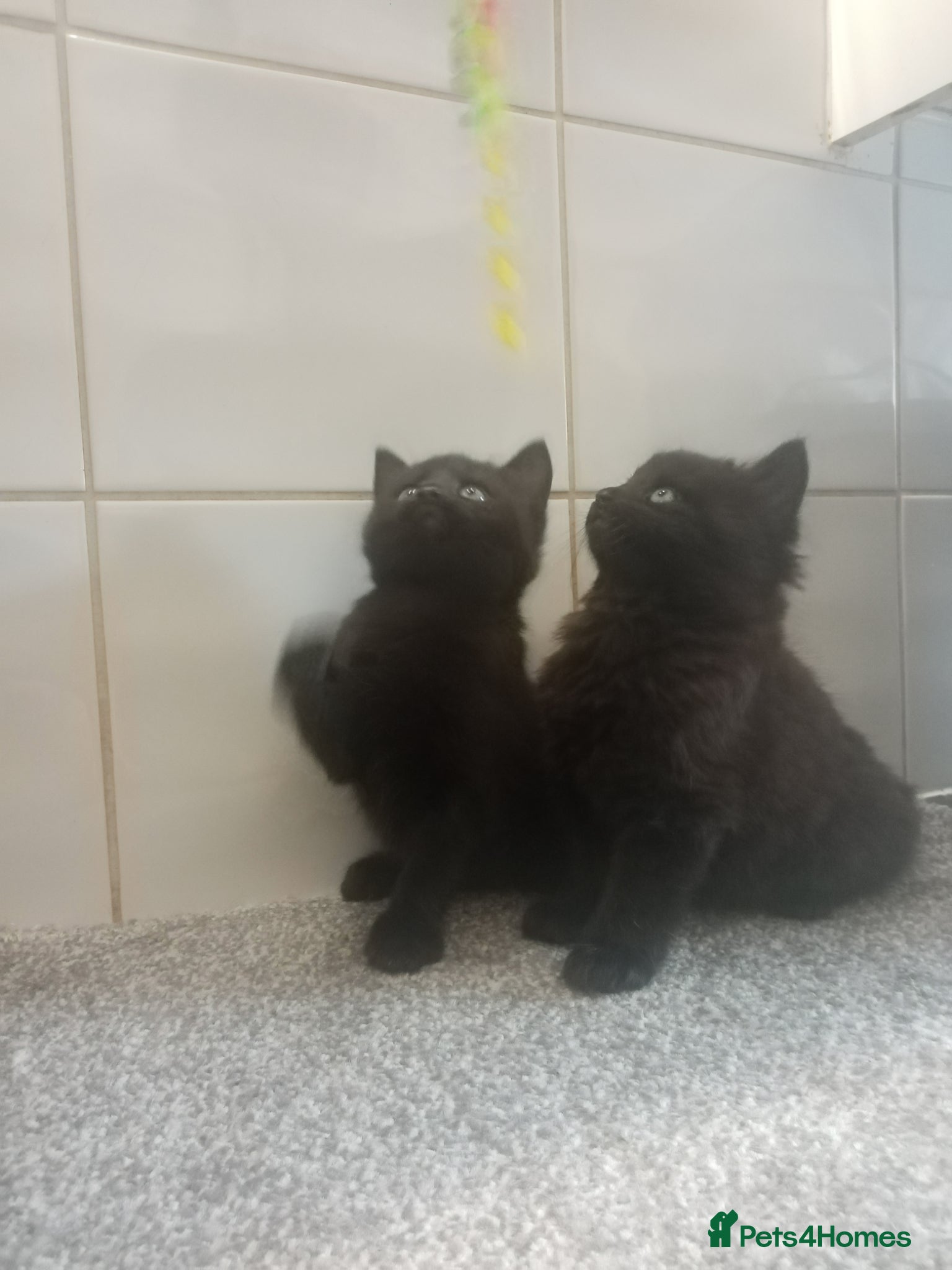 Mixed Breed cats 2 Male fluffy brown kittens left  - Advert 2