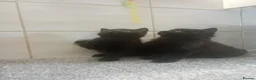 Mixed Breed cats for sale: 2 Male fluffy brown kittens left  - Advert 1