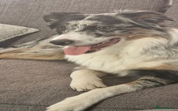 Border Collie dogs for stud: TRI BLUE MERLE BORDER COLLIE PROVEN STUD  - Image 13