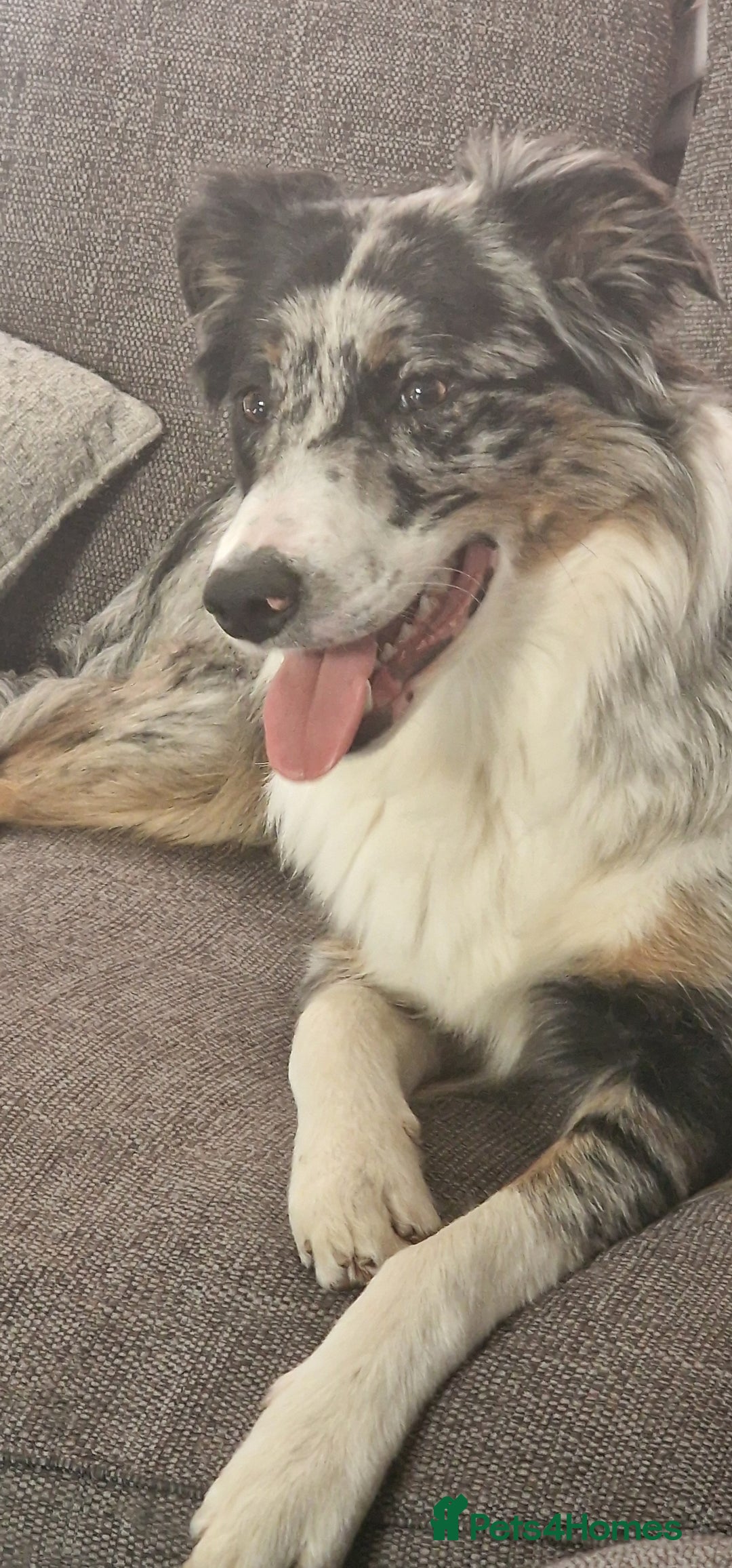 Border Collie dogs for stud: TRI BLUE MERLE BORDER COLLIE PROVEN STUD  - Image 13