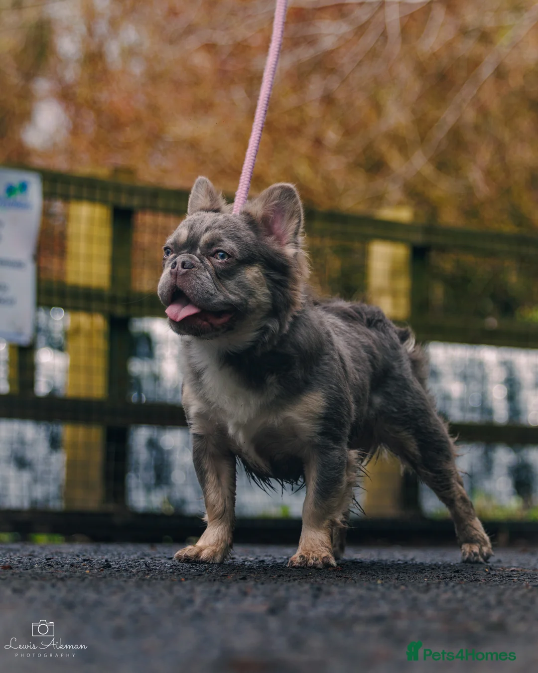 French Bulldog dogs for stud: french bulldog fluffy stud  in Glasgow - Advert 5