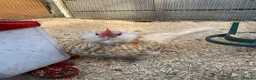 Chickens poultry for sale: Hatching eggs  - Advert 8